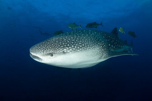 有关在水下, 斑點, 最大的鲨鱼的免费素材图片