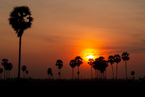 有关壁紙, 日落, 棕櫚樹的免费素材图片
