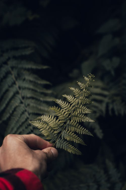 有关垂直拍摄, 樹葉, 綠色的免费素材图片