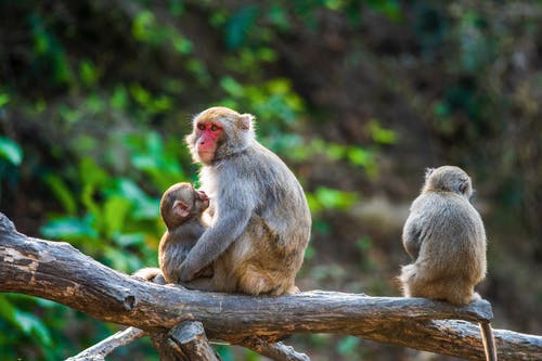 有关動物, 動物攝影, 原本的免费素材图片