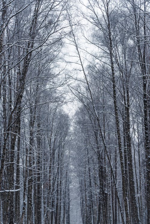 有关光秃秃的树木, 冬季, 垂直拍摄的免费素材图片