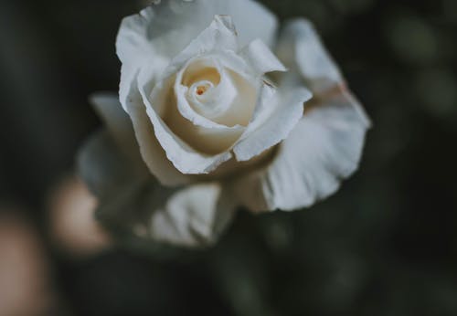 有关植物群, 特写, 白玫瑰的免费素材图片