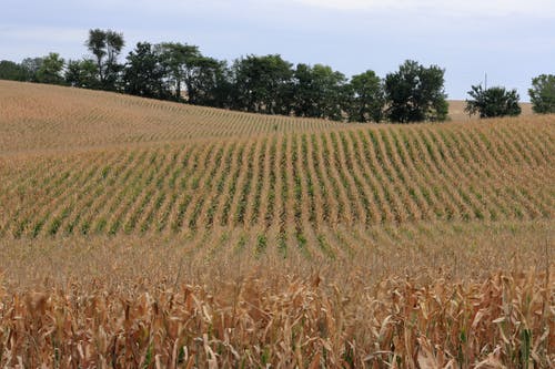 有关下田, 农业领域, 增長的免费素材图片