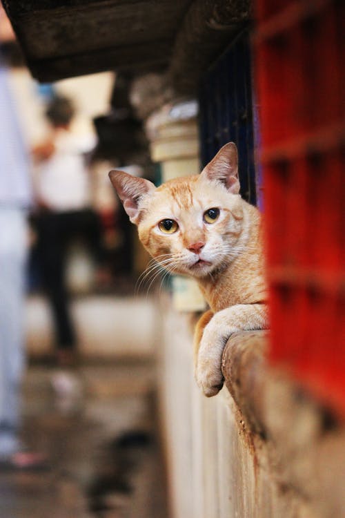 棕色木栅栏上的橙色虎斑猫 · 免费素材图片