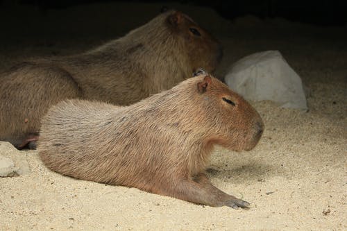 躺在灰色的沙滩上的棕色啮齿动物 · 免费素材图片
