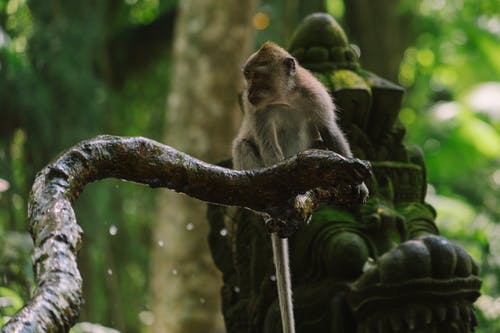 有关公園, 分公司, 動物的免费素材图片