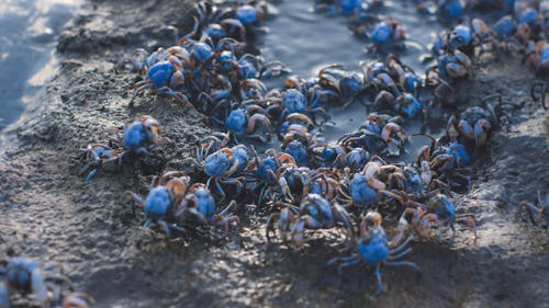有关兵蟹, 堆疊, 水中的的免费素材图片