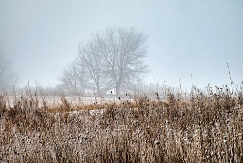 有关凍結的, 有霧, 樹木的免费素材图片