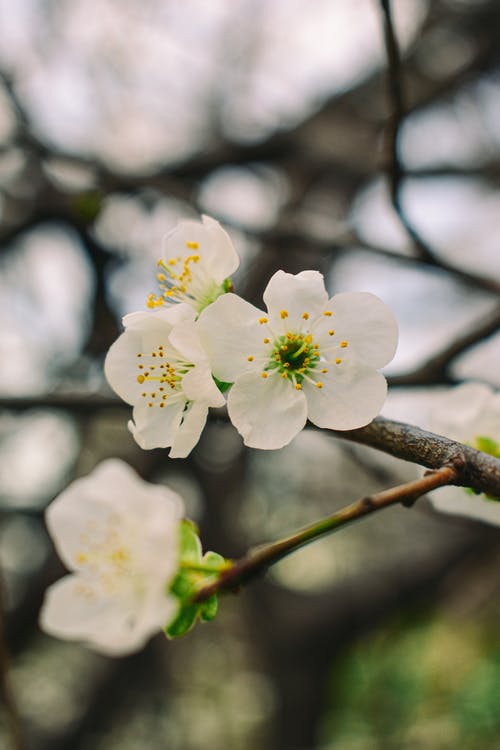 有关垂直拍摄, 植物群, 櫻花的免费素材图片