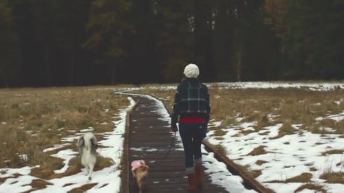 带狗旅行 · 免费素材视频