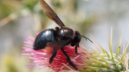 蜜蜂飞离一朵花 · 免费素材视频
