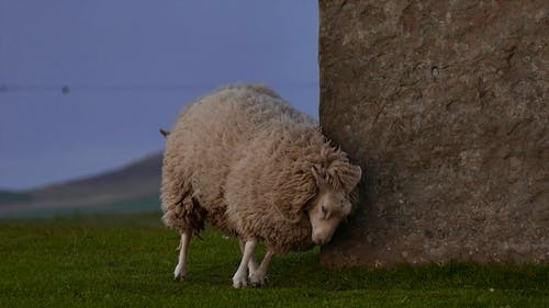 羊在岩石上抓挠 · 免费素材视频