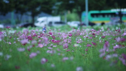 花田视频 · 免费素材视频