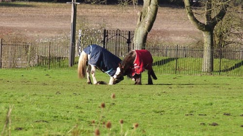 在草地上玩耍的两匹马 · 免费素材视频
