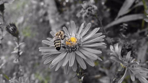 蜜蜂授粉的黑白视频 · 免费素材视频