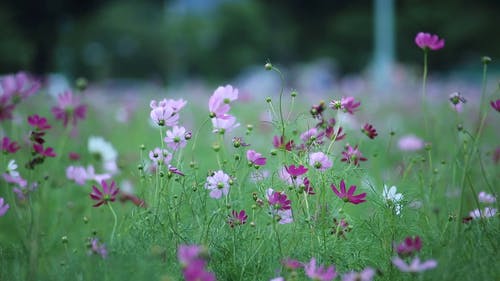 大风天紫色和白色的花朵 · 免费素材视频
