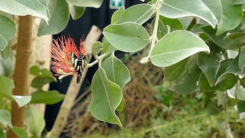 蝴蝶从花中收获花蜜 · 免费素材视频