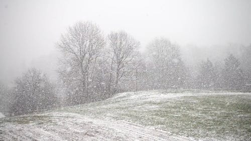 雪花飘落 · 免费素材视频