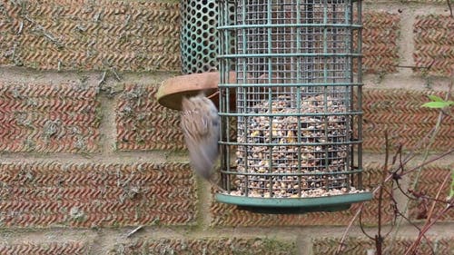 Dunnock Bird的视频 · 免费素材视频