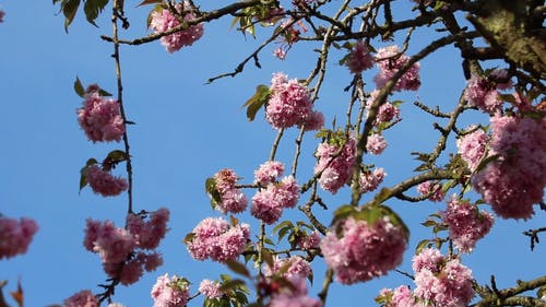 花视频在一棵树上 · 免费素材视频