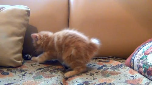 小小猫玩他的玩具鼠标 · 免费素材视频