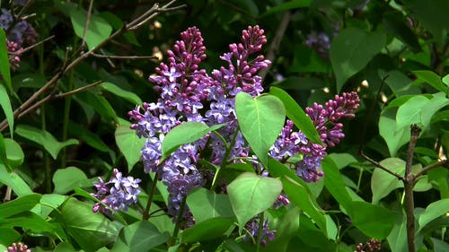 紫丁香植物的视频 · 免费素材视频