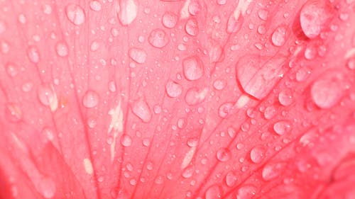 水滴在花瓣上的特写镜头 · 免费素材视频
