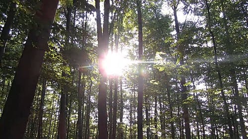 阳光从树上闪耀 · 免费素材视频