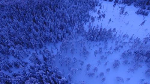 冬季森林空中射击 · 免费素材视频