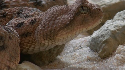 蛇特写视频 · 免费素材视频