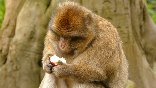 猴子吃 · 免费素材视频