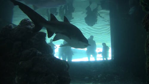 鲨鱼在水族馆内 · 免费素材视频
