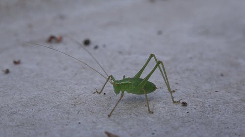 小蚱hopper · 免费素材视频