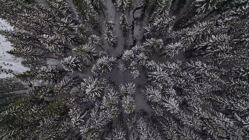 空中射击的雪树 · 免费素材视频