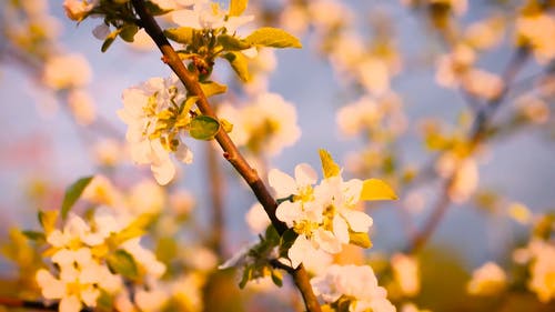 美丽的花朵 · 免费素材视频