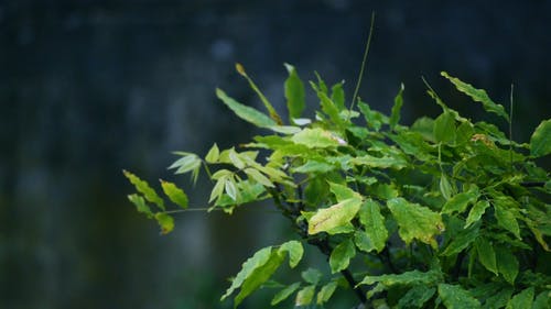 叶子随风摇曳 · 免费素材视频