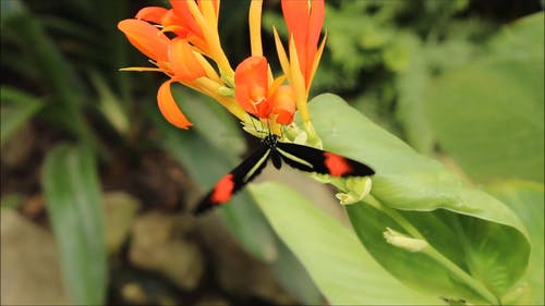 一朵美丽的花上的蝴蝶 · 免费素材视频