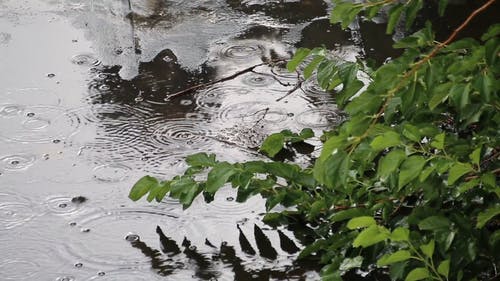 雨滴倾泻 · 免费素材视频