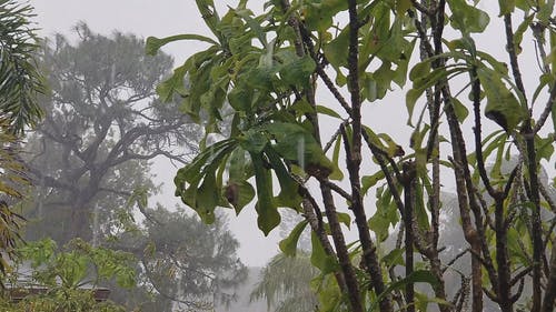 有关下雨, 天氣, 暴風雨的免费素材视频