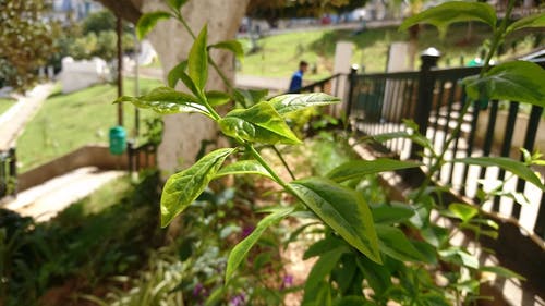 植物视频 · 免费素材视频