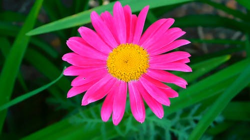 粉色植物 · 免费素材视频