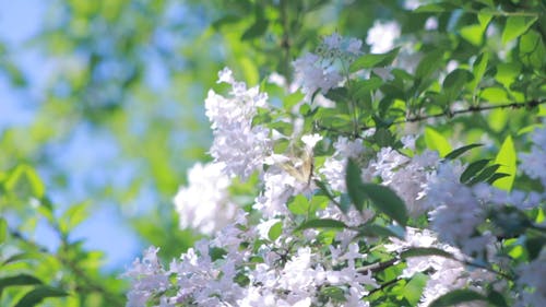 白花飞舞的蝴蝶 · 免费素材视频