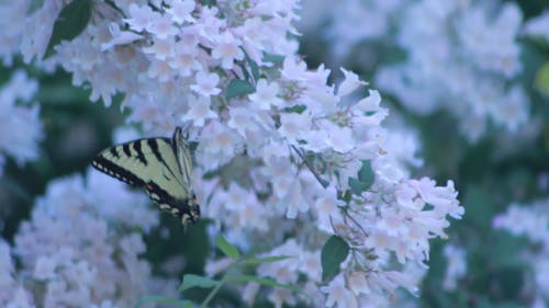 蝴蝶栖息在花上的特写视频 · 免费素材视频