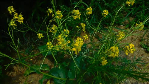 黄色的野花 · 免费素材视频