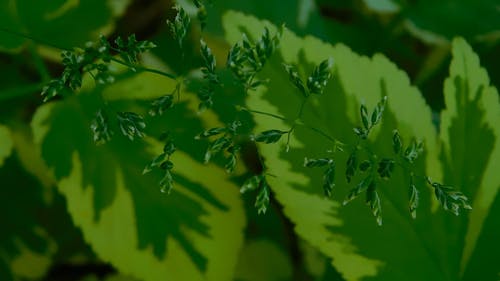 野生植物与花 · 免费素材视频