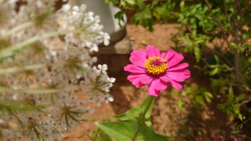 粉色和白色的花朵 · 免费素材视频