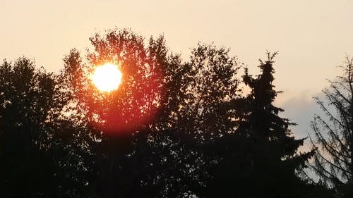 穿过树木的日落美景 · 免费素材视频