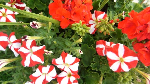 红色和白色的花瓣花 · 免费素材视频