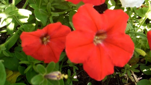 红色花朵盛开 · 免费素材视频