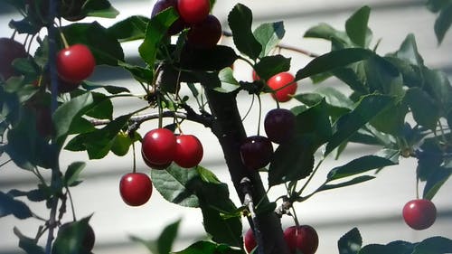 一棵树上的樱桃 · 免费素材视频